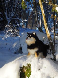 Lapinkoira / Suomenlapinkoira | Pehmo | Vivantti